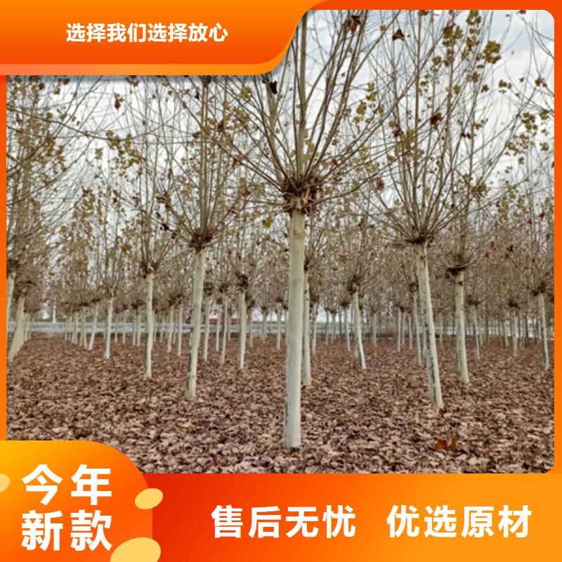造型法桐10年品質(zhì)_可信賴
