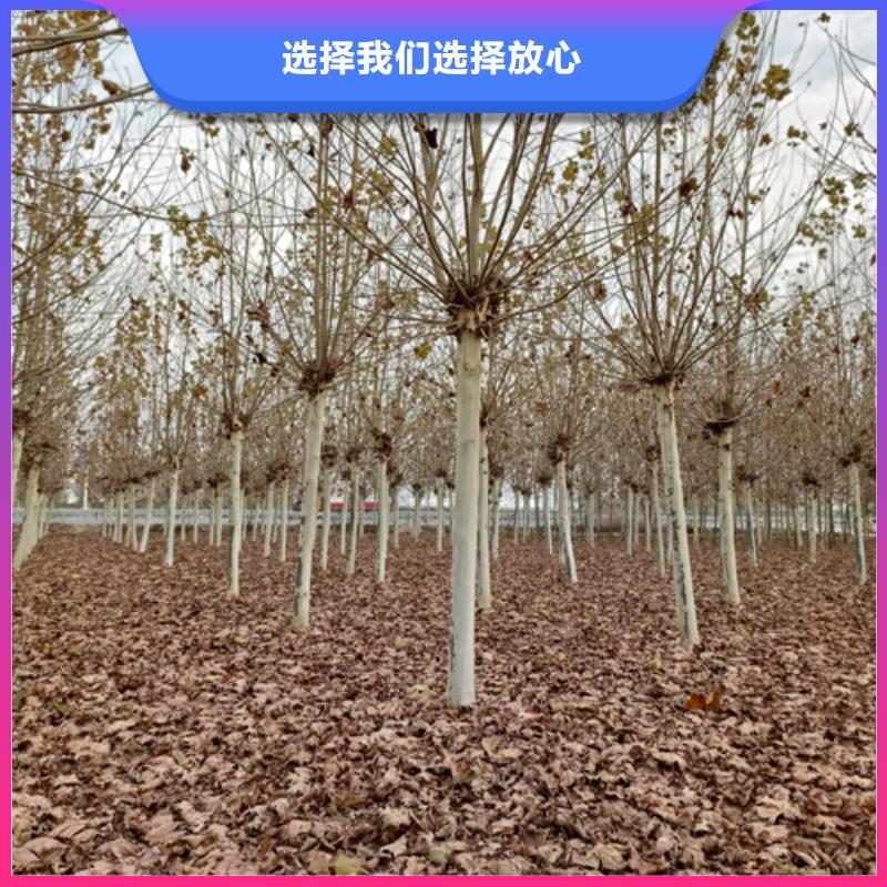 法桐_美國(guó)紅楓買(mǎi)的是放心
