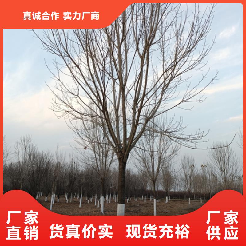 法桐黃金槐專注品質(zhì)