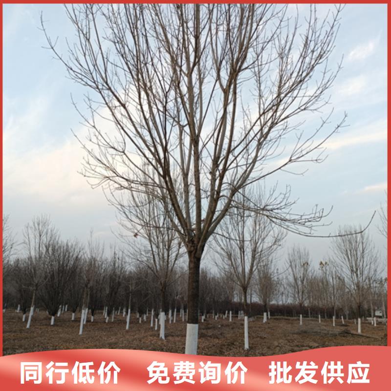 法桐黄金槐市场报价