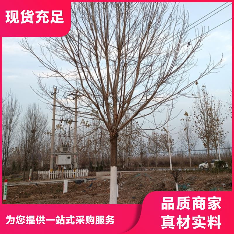 法桐,金葉復(fù)葉槭做工細(xì)致