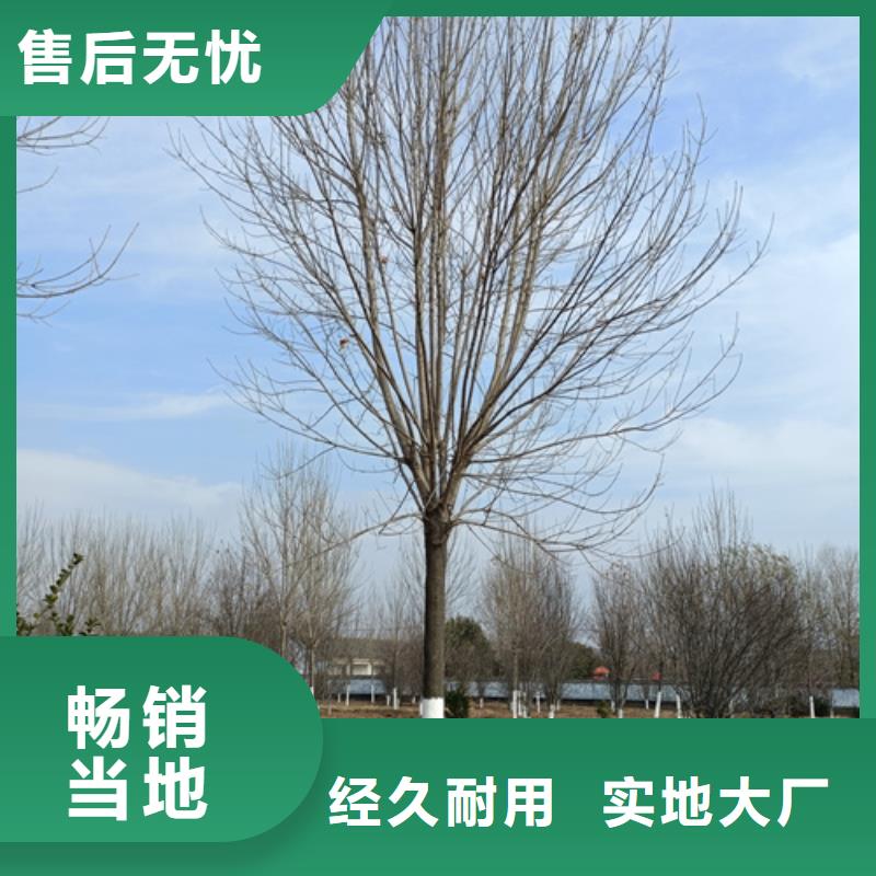 法桐_美國紅楓買的是放心
