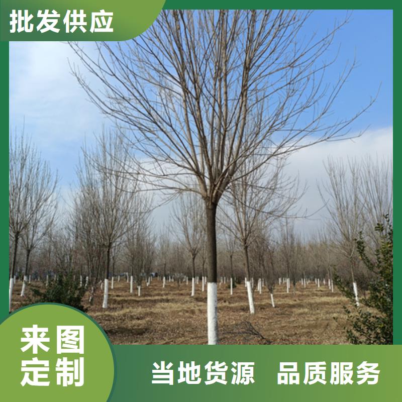 造型法桐、造型法桐厂家直销_大量现货