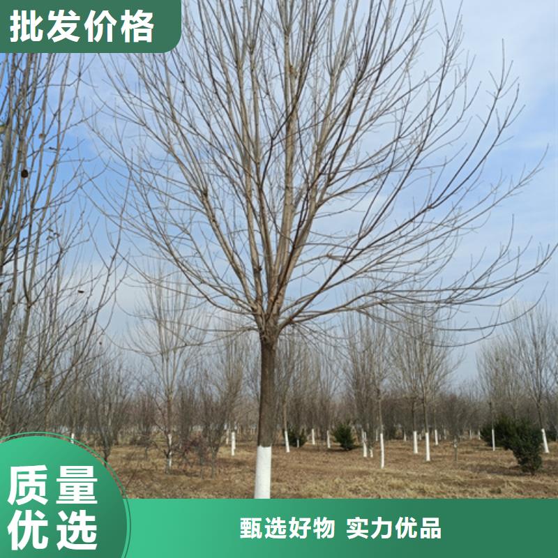法桐美国红枫自产自销