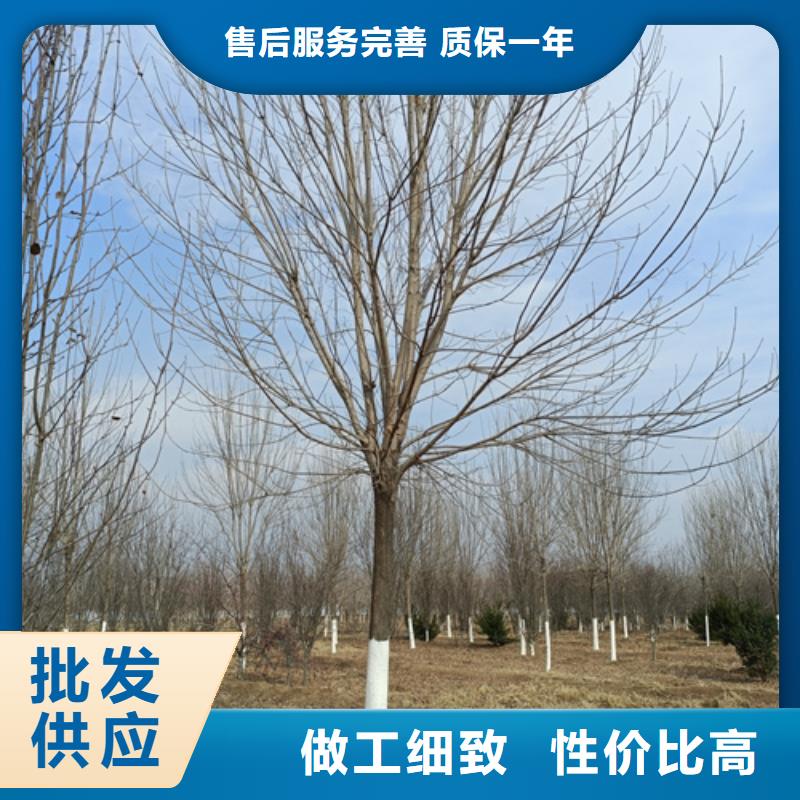 法桐金葉復(fù)葉槭超產(chǎn)品在細節(jié)