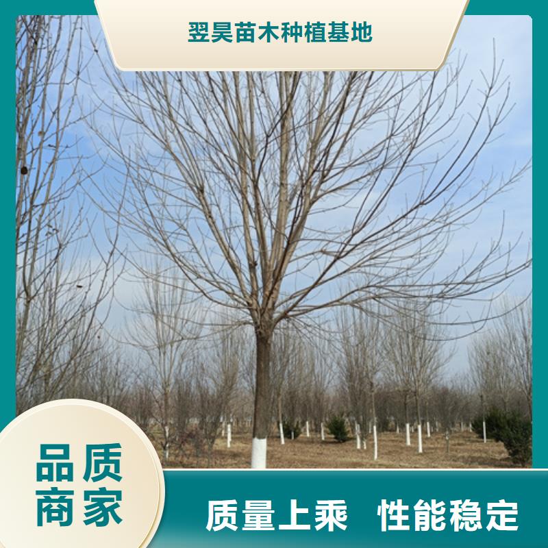 速生法桐用途分析