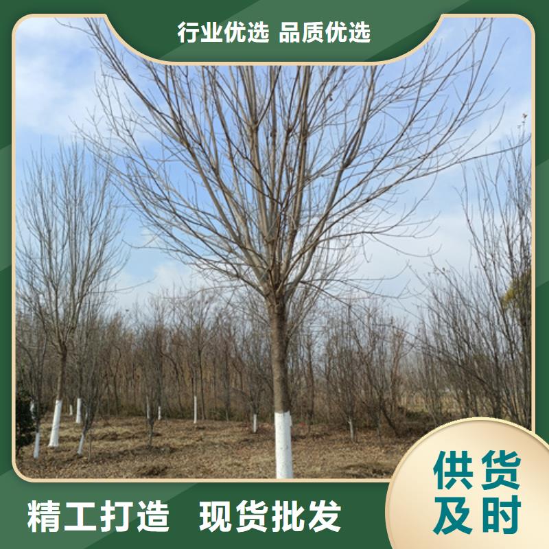 法桐,五角枫超产品在细节