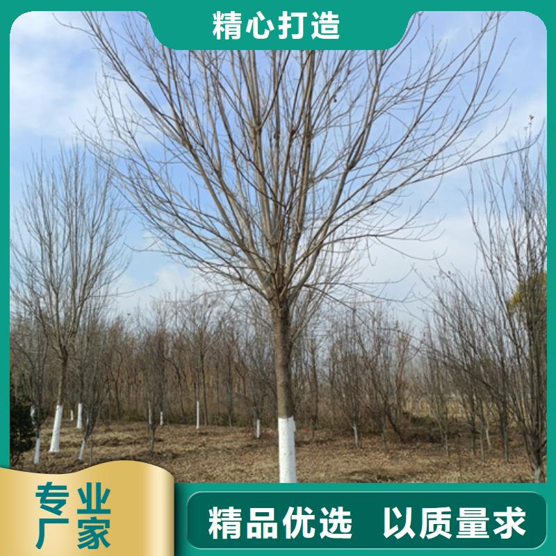 法桐北京栾货源足质量好