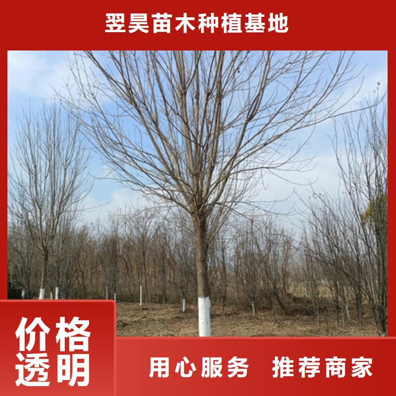 法桐,白蜡源头厂家直销