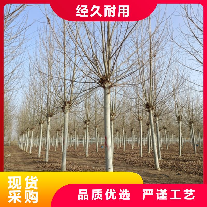 法桐,五角枫好厂家有担当