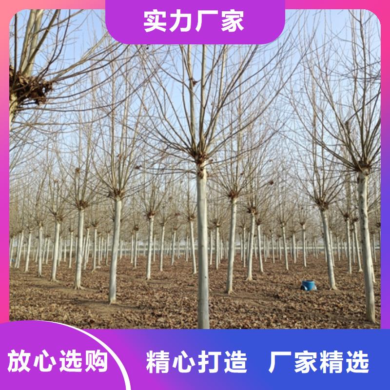 速生法桐放心選擇綠化喬木