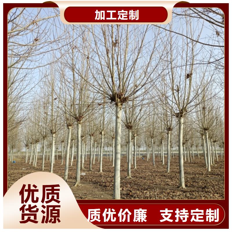 法桐小苗-全國發(fā)貨