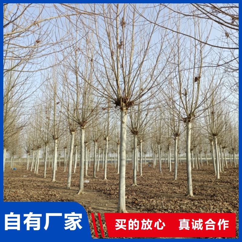 法桐小苗種植基地苗木基地
