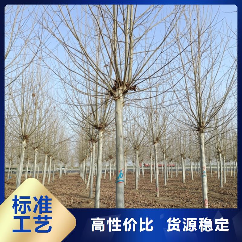 法桐金叶复叶槭超产品在细节