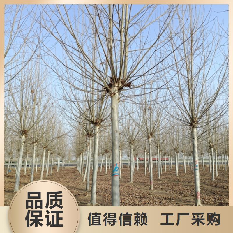 法桐小苗价格-定制_翌昊苗木种植基地