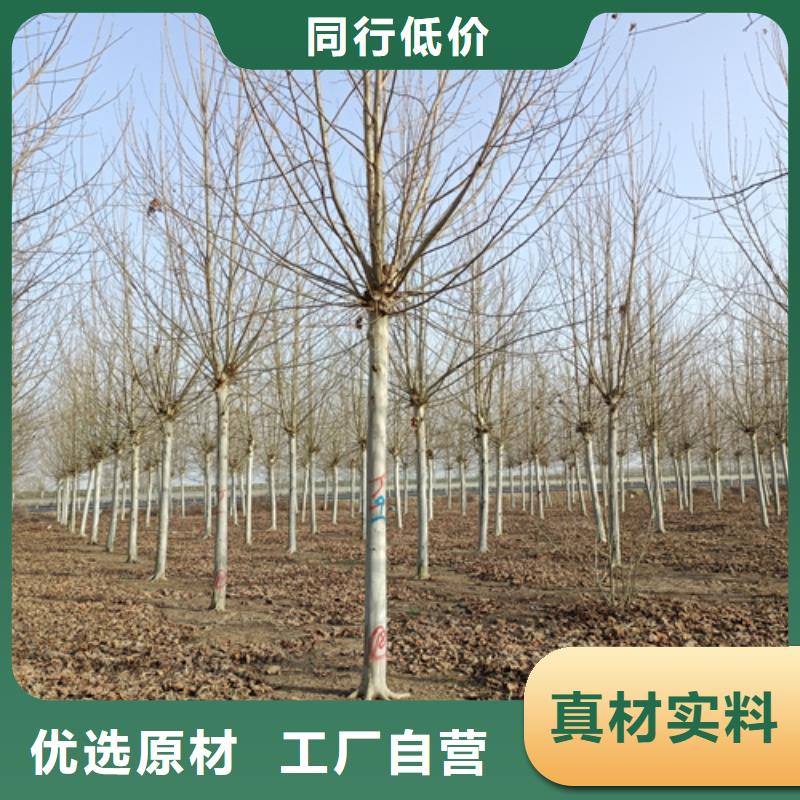 法桐炫丽海棠自主研发