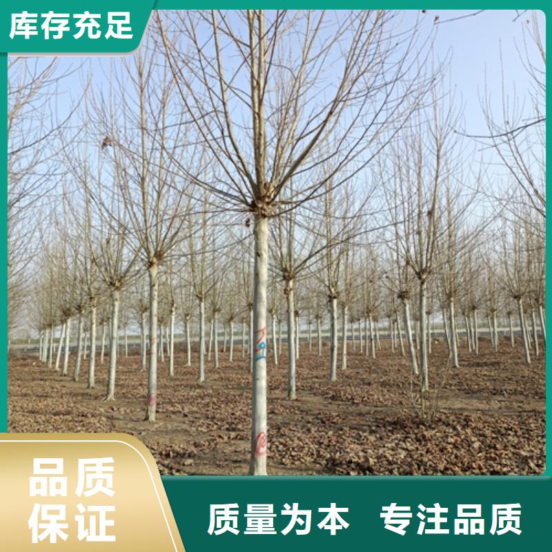法桐,金葉復(fù)葉槭服務(wù)至上