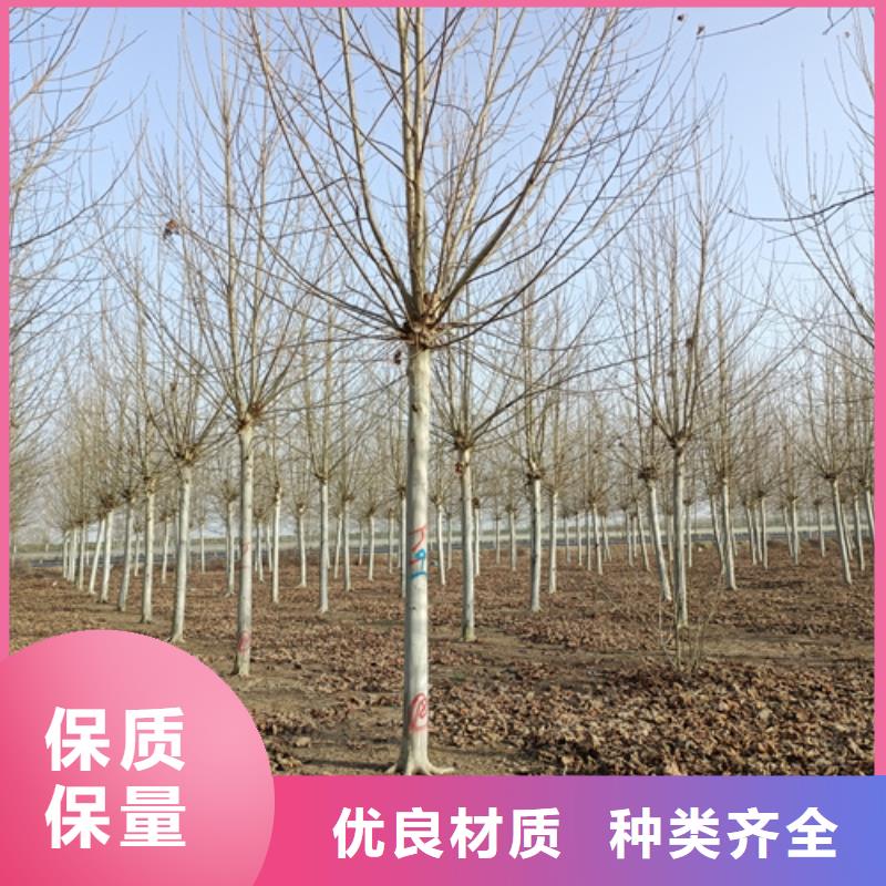 法桐为您提供一站式采购服务