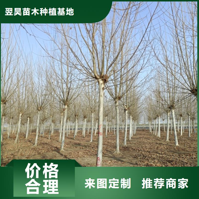 法桐放心选择绿化苗木