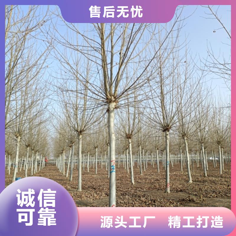 造型法桐10年品質(zhì)_可信賴