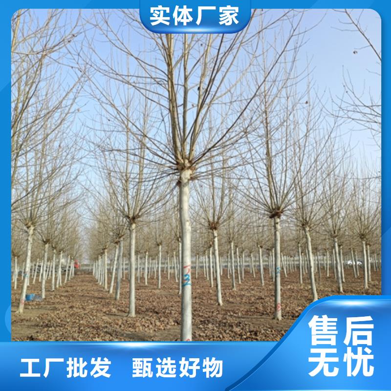法桐北京欒實(shí)力廠家