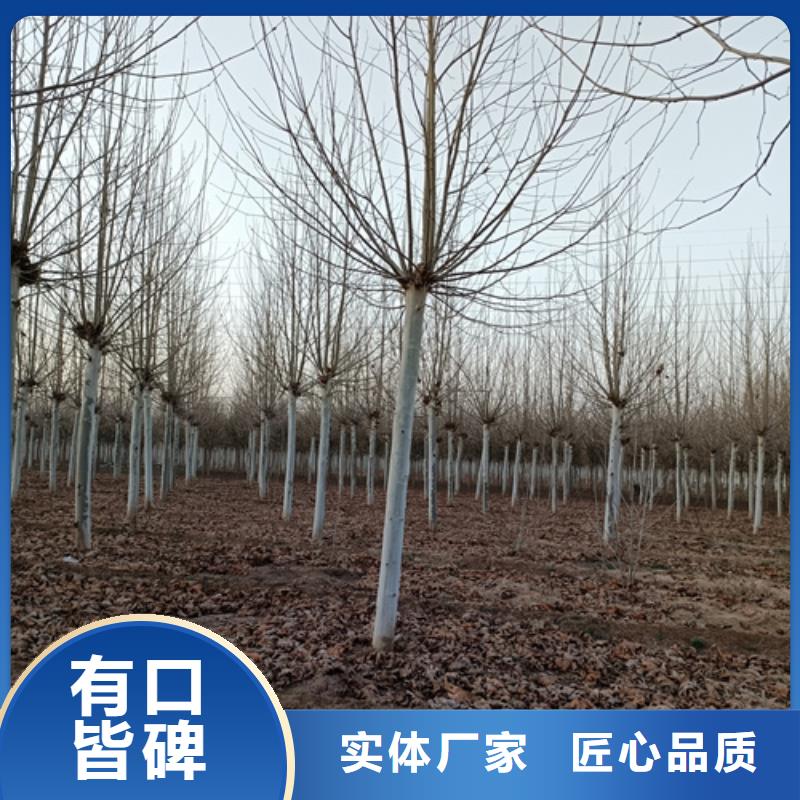 造型法桐行内优选
