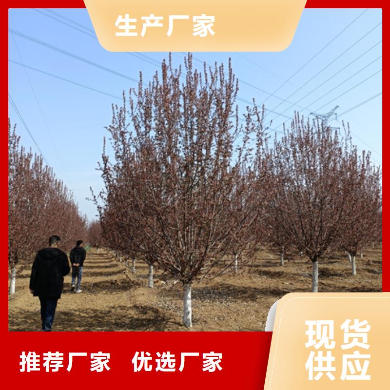 法桐擁有核心技術(shù)優(yōu)勢(shì)