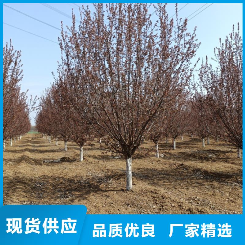 法桐放心选择绿化苗木