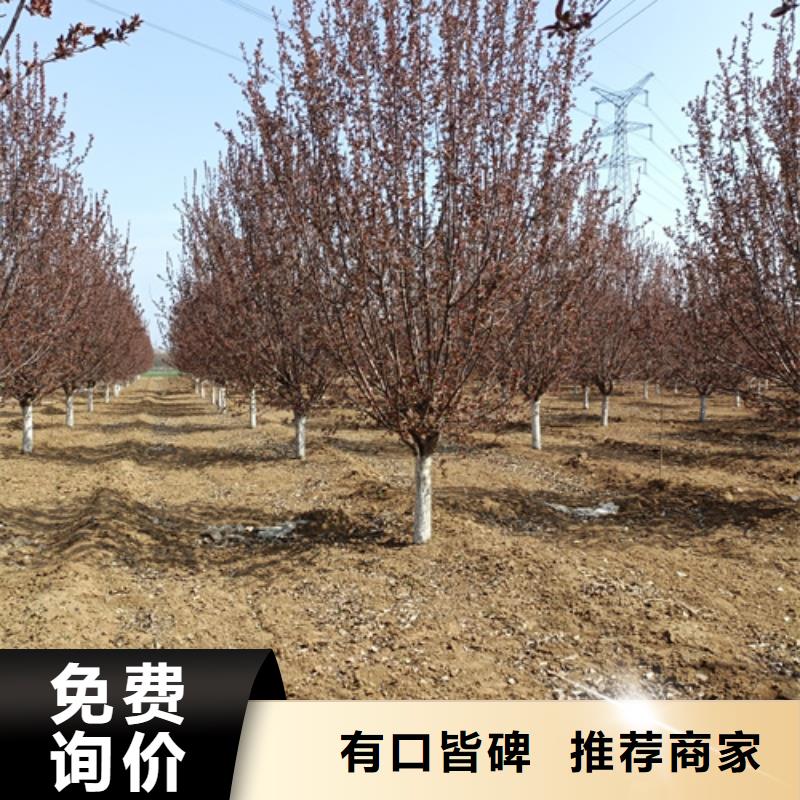法桐_美国红枫买的是放心