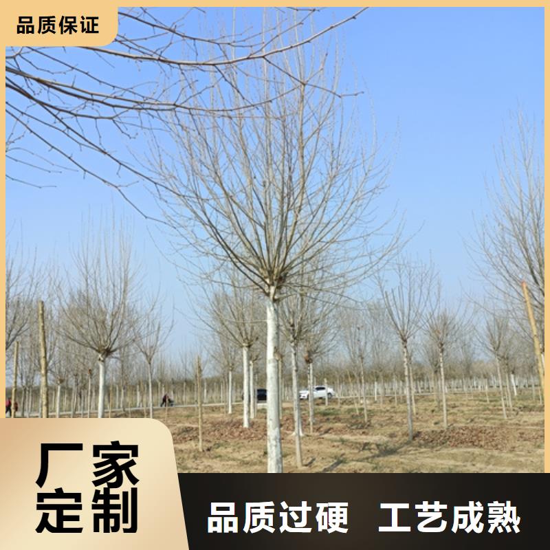 法桐-截杆发帽应用范围广泛