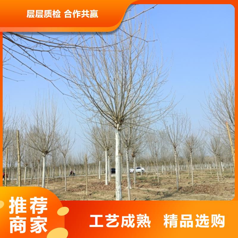 法桐,北京栾专业信赖厂家