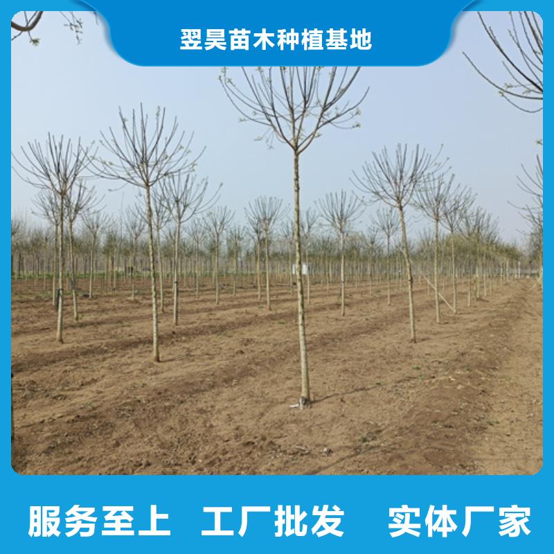 法桐美国红枫优势