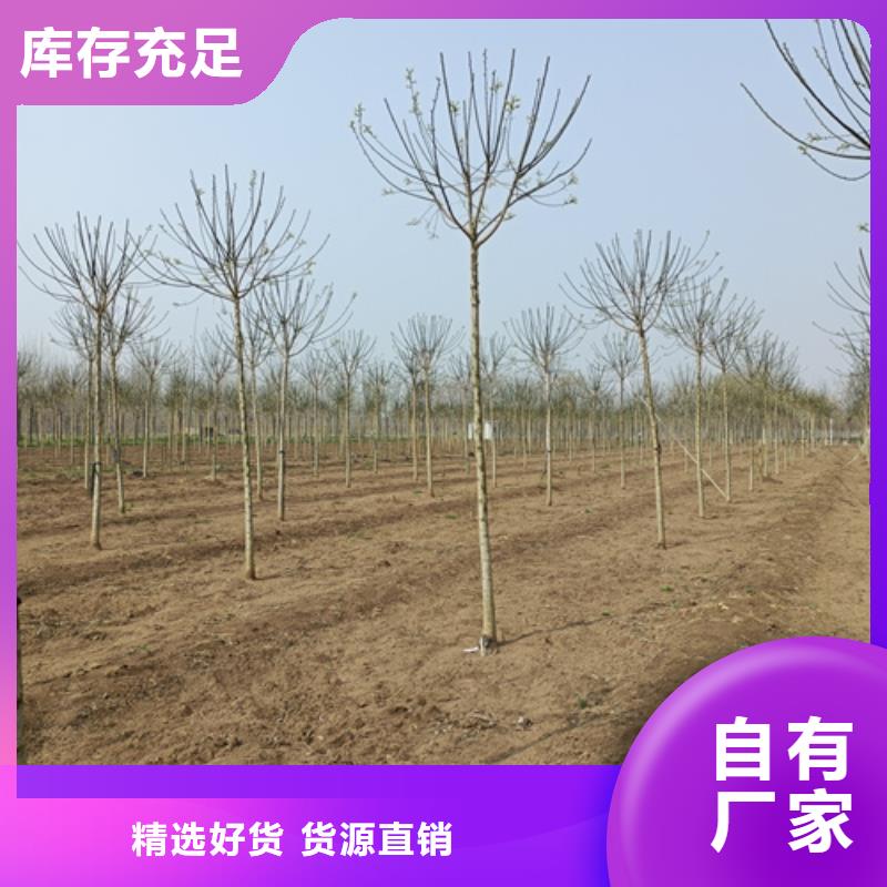 法桐,金葉復(fù)葉槭做工細致