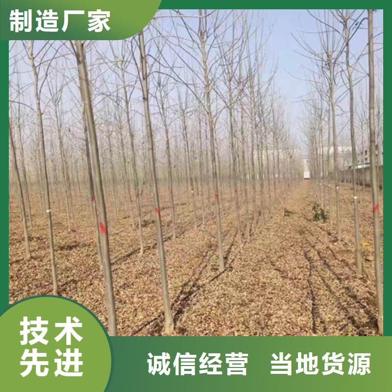 法桐国槐优良材质