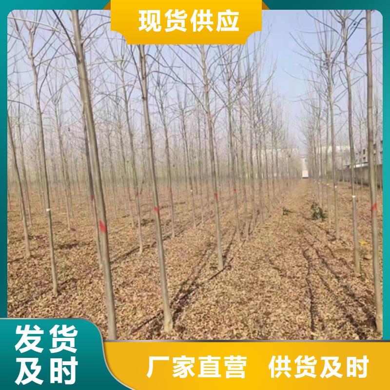 法桐美國紅楓行業(yè)優(yōu)選
