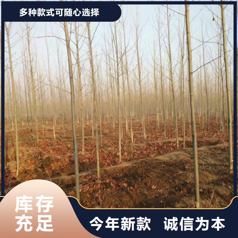 法桐黄金槐市场报价