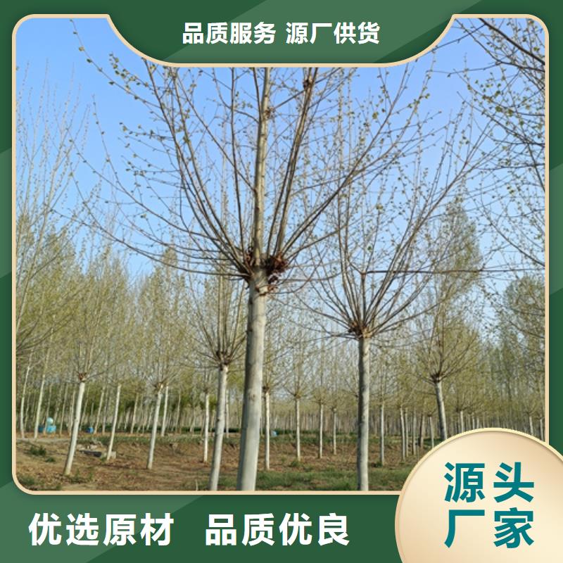 法桐小苗現(xiàn)貨供應(yīng)廠家