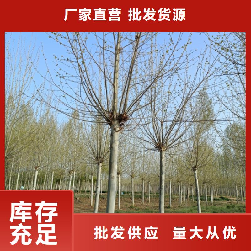 法桐國(guó)槐好產(chǎn)品有口碑