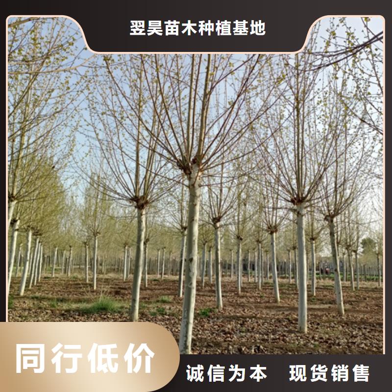 法桐_截桿發(fā)帽實(shí)力廠家直銷(xiāo)