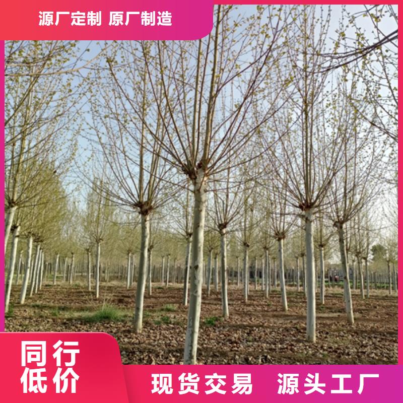 法桐櫻花匠心工藝