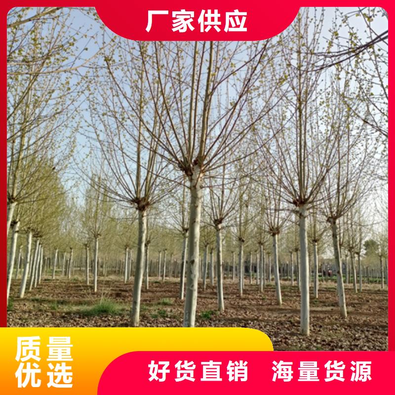 法桐金葉復(fù)葉槭支持大批量采購