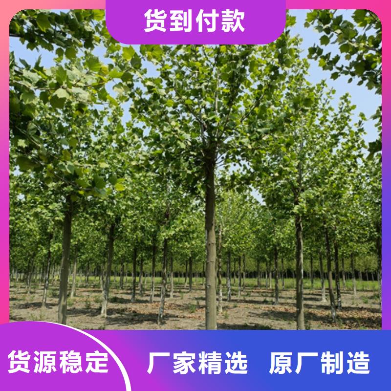 造型法桐10年品質(zhì)_可信賴