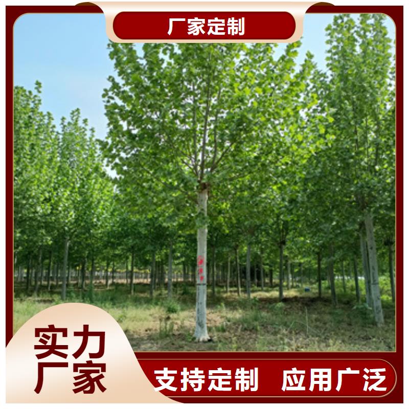 法桐-物美價(jià)廉