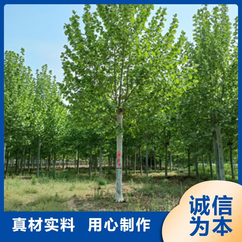 造型法桐市場(chǎng)價(jià)