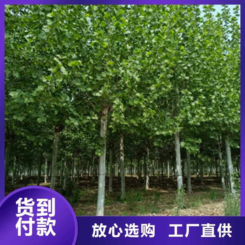 速生法桐大量批發(fā)