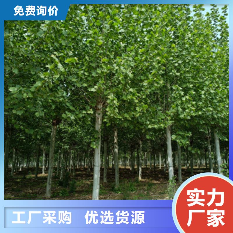 法桐美国红枫N年生产经验