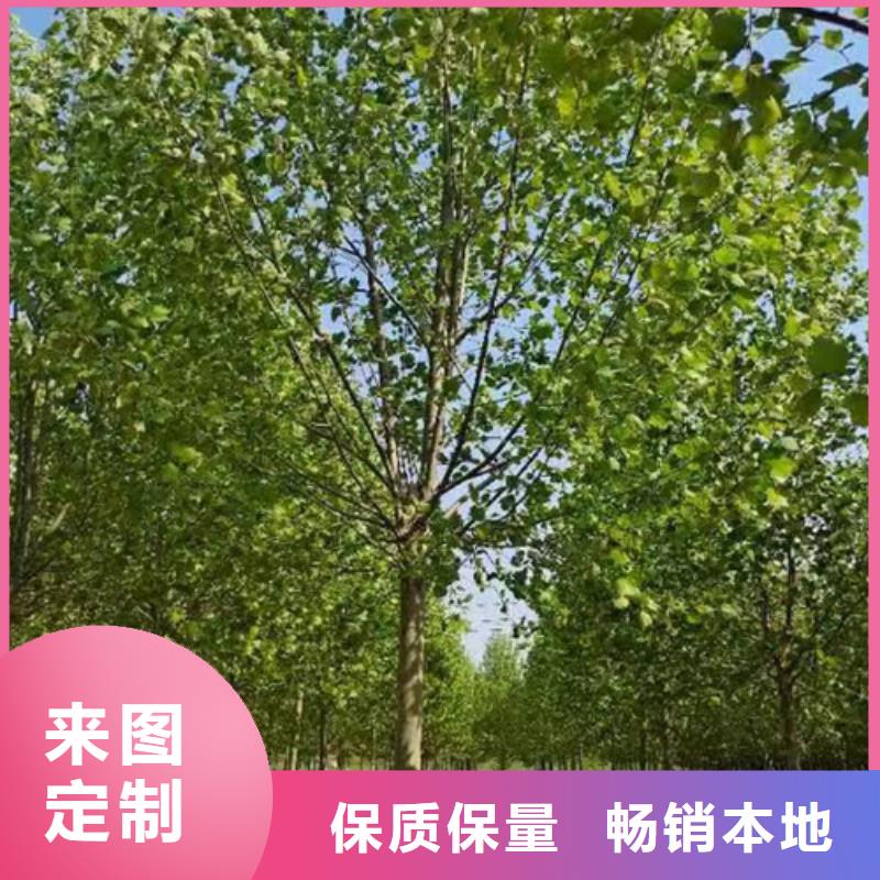法桐小苗免费拿样