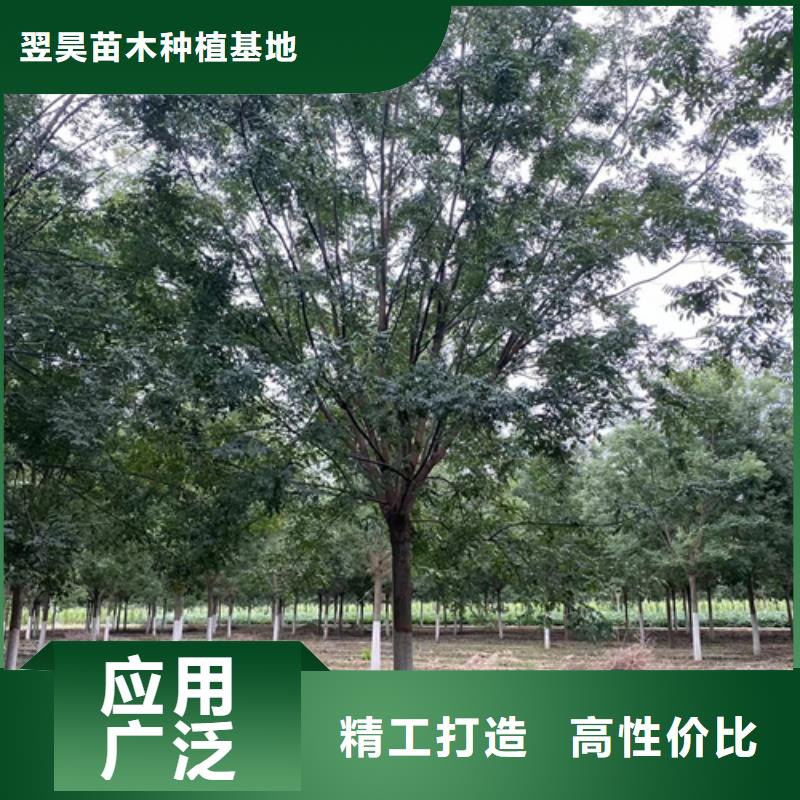 法桐,五角枫用心服务