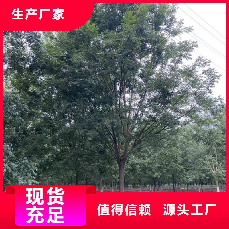 法桐,金叶槐多种场景适用