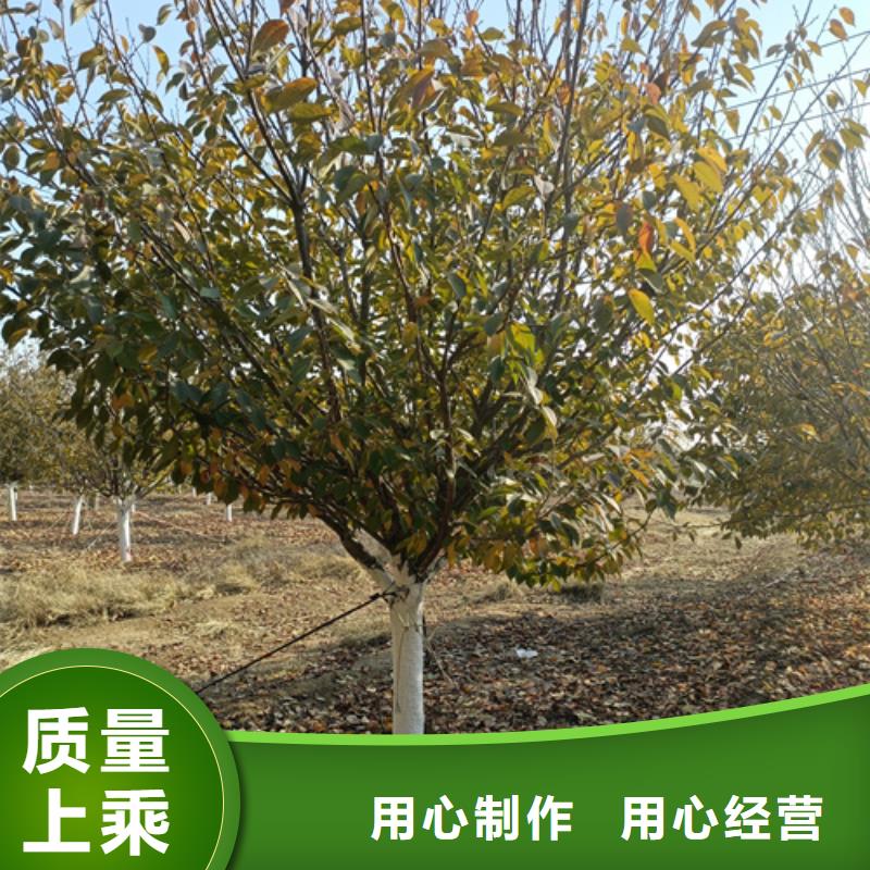 法桐,五角枫好厂家有担当